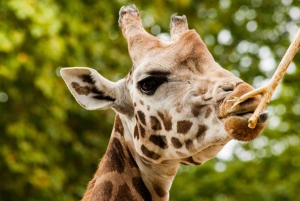 Nairobi: Elephant Orphanage Trust and Giraffe Center Tour