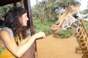 Nairobi: Elephant Orphanage Trust and Giraffe Center Tour