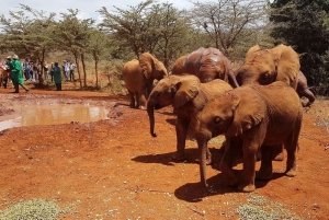 Nairobi: Tur til elefantbørnehjemmet og girafcentret