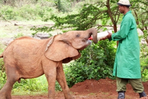 Nairobi: Elephant Orphanage Trust and Giraffe Center Tour