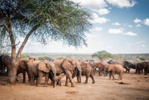 Nairobi: Tur til elefantbørnehjemmet og girafcentret