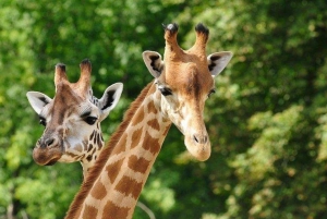 Nairobi: Tur til elefantbørnehjemmet og girafcentret