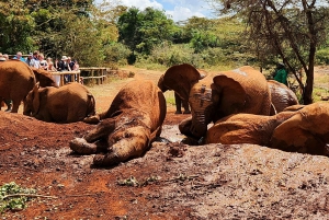 Nairobi: Elephant Orphanage Trust and Giraffe Center Tour