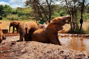 Nairobi: Elephant Orphanage Trust and Giraffe Center Tour