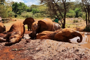 Nairobi: Elephant Orphanage Trust and Giraffe Center Tour