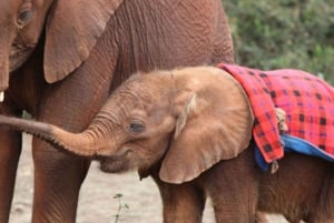 Nairobi: Elefanttiorvokoti Trust ja kirahvikeskus Tour