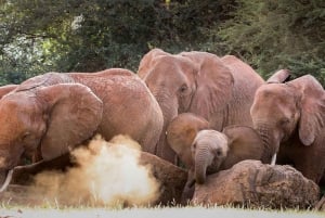 Nairobi: Elefanttiorvokoti Trust ja kirahvikeskus Tour