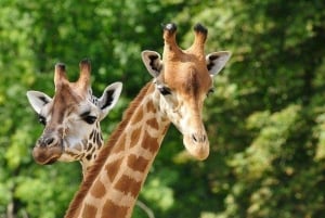 Nairobi: Elefanttiorvokoti Trust ja kirahvikeskus Tour