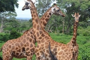 Nairobi: Elefanttiorvokoti Trust ja kirahvikeskus Tour