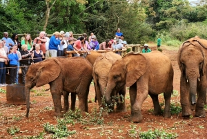 Nairobi: Tur til Elephant Orphanage Trust og Girafcentret