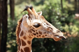 Nairobi: Tur til Elephant Orphanage Trust og Girafcentret