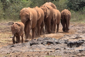 Nairobi: Tur til Elephant Orphanage Trust og Girafcentret