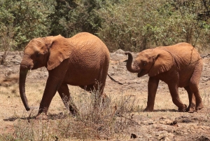 Nairobi: Tur til Elephant Orphanage Trust og Girafcentret