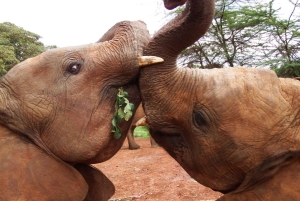 Nairobi: Tur til Elephant Orphanage Trust og Girafcentret