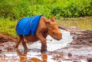 Nairobi: Tur til Elephant Orphanage Trust og Girafcentret