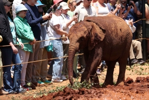 Nairobi: Tur til Elephant Orphanage Trust og Girafcentret
