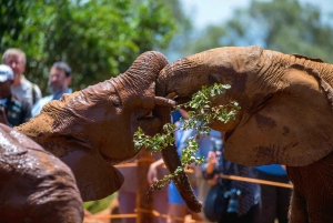 Nairobi: Tur til Elephant Orphanage Trust og Girafcentret