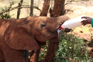 Nairobi: Tur til Elephant Orphanage Trust og Girafcentret