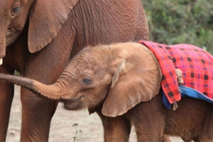 Nairobi: Elefanttiorvokoti Trust ja kirahvikeskus Tour