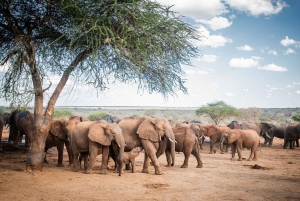 Nairobi: Elefanttiorvokoti Trust ja kirahvikeskus Tour