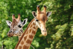 Nairobi: Elefanttiorvokoti Trust ja kirahvikeskus Tour