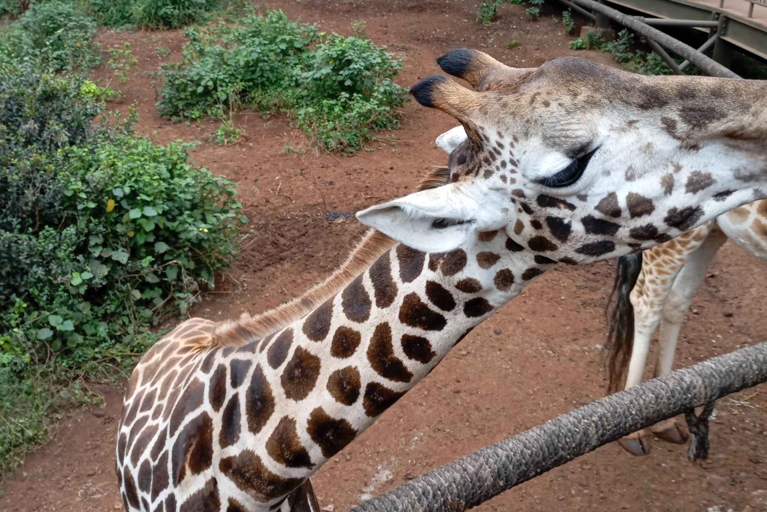 Nairobi : Excursion d'une journée au sanctuaire des éléphants et au centre des girafes