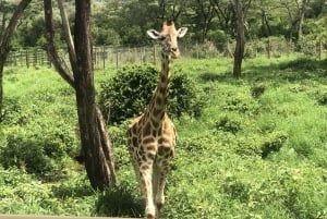 Nairobi: Elephant Sanctuary and Giraffe Center Day Tour