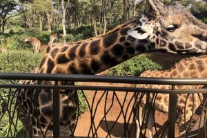 Nairobi: Elephant Sanctuary and Giraffe Center Day Tour