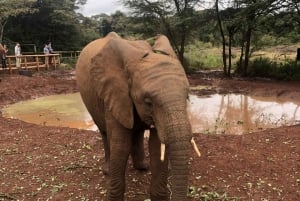 Nairobi: Elephant Sanctuary and Giraffe Center Day Tour