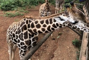 Nairobi: Elephant Sanctuary and Giraffe Center Day Tour