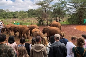 Nairobi: Elephant Sanctuary and Giraffe Center Day Tour