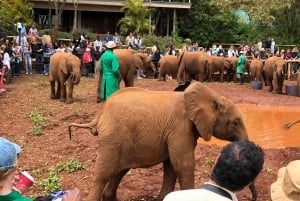 Nairobi: Elephant Sanctuary and Giraffe Center Day Tour