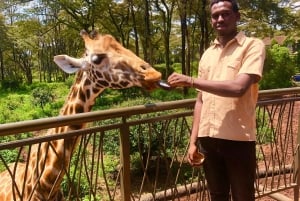 Nairobi: Excursión de un día al Santuario de Elefantes y al Centro de Jirafas