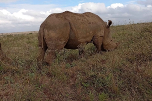 Найроби: дневная экскурсия в заповедник слонов и центр жирафов