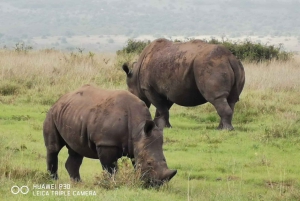 Найроби: дневная экскурсия в заповедник слонов и центр жирафов