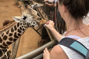 Nairobi: tour de medio día al santuario de elefantes y al centro de jirafas.