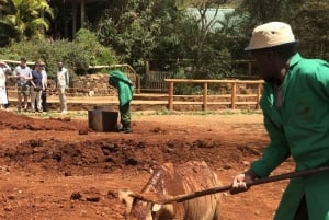 Nairobi: tour de medio día al santuario de elefantes y al centro de jirafas.