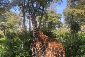 Nairobi: tour de medio día al santuario de elefantes y al centro de jirafas.