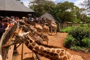 Nairobi: tour de medio día al santuario de elefantes y al centro de jirafas.
