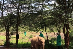 Nairobi: tour de medio día al santuario de elefantes y al centro de jirafas.
