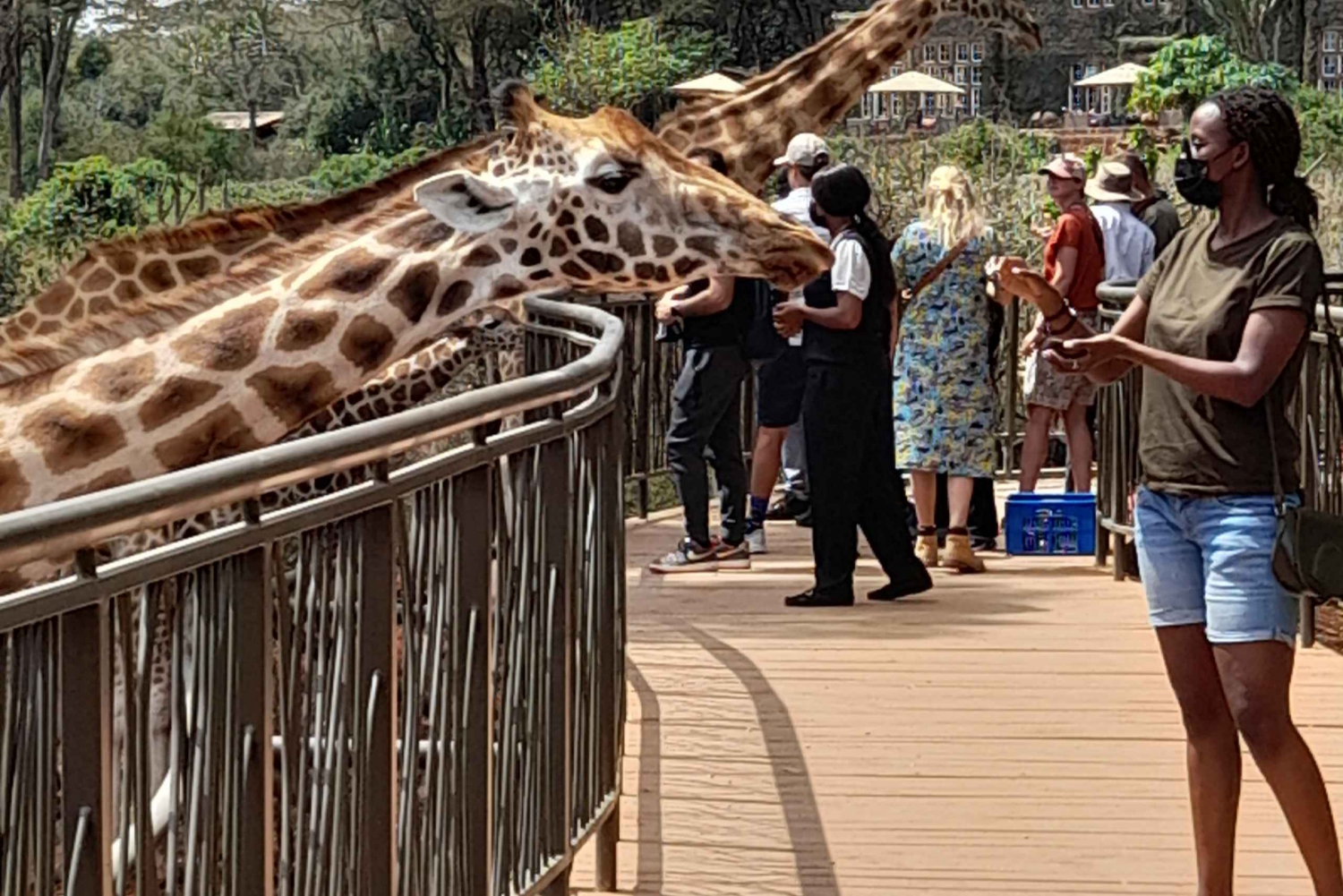 Nairobi: Elephants, Giraffe Center, and Blixen Museum Tour