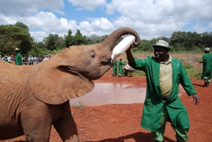 Nairobi: Elephants, Giraffe Center, and Blixen Museum Tour