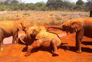 Nairobi: Elefanter, sjiraffer og museum - dagstur for en liten gruppe