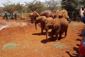 Nairobi: Elefanten, Giraffen und Museum Kleingruppen-Tagestour