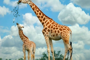 Nairobi: Elefanter, giraffer og museum - dagstur for en lille gruppe