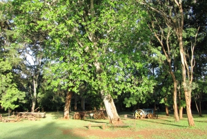 Nairobi: Elefanter, giraffer og museum - dagstur for en lille gruppe