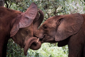 Nairobi: Elephants, Giraffes, & Beads Factory Half-Day Trip