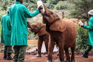 Nairobi: Baby elephants, giraffes, & beads Factory Half-Day