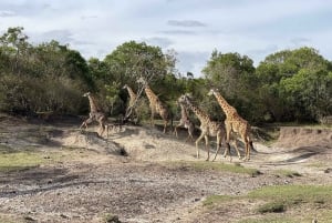 Nairóbi: Meio dia com bebês elefantes, girafas e fábrica de miçangas