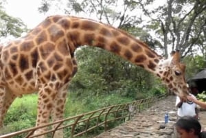 Nairobi: Elefantungar, giraffer och pärlfabrik Halvdag